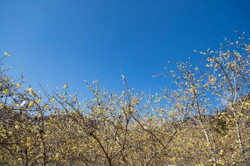 青空に映える満開のロウバイ ロウバイ,花,黄色の写真素材