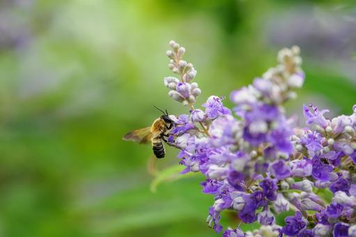 Photo, flower, bee, carrot carrot, 