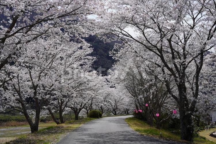 桜の季節 桜,春,日本の写真素材