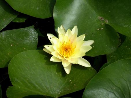 植物園のスイレン池に咲いた黄色いスイレン スイレン,花,水生の写真素材