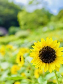 ひまわり ひまわり,向日葵,8月の写真素材