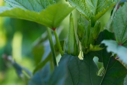 オクラの蕾の写真