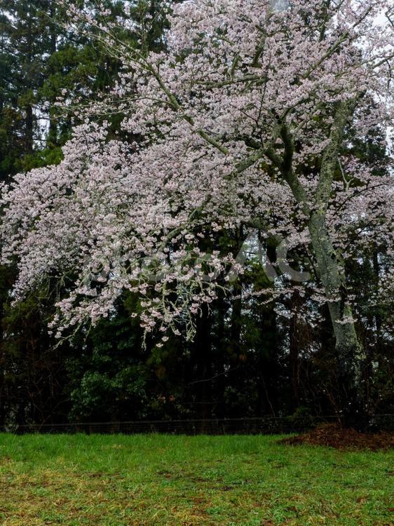 三神峯公園の桜⒁ 花,桜,サクラの写真素材