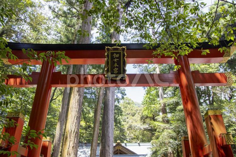 椿大神社 椿岸神社 椿大神社,椿岸神社,神社の写真素材