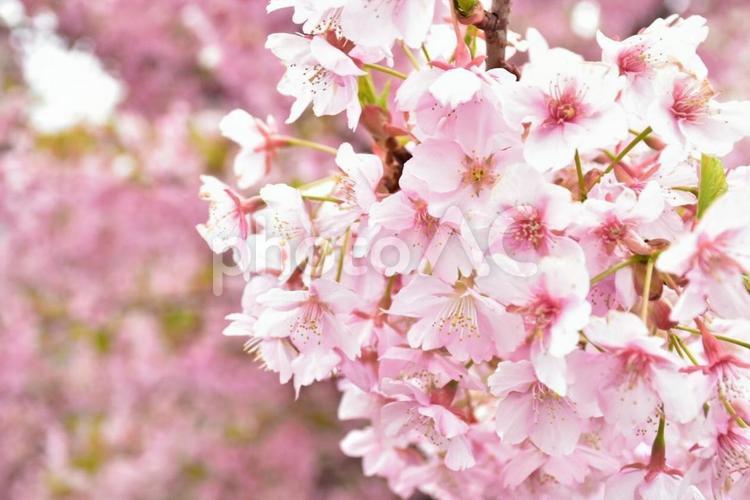 早咲きの河津桜 自然,鮮やか,美しいの写真素材