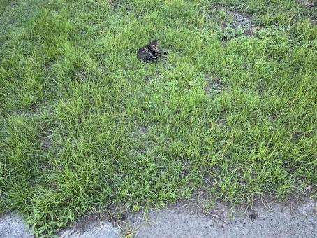 草むらにいた野良猫 草むらにいた野良猫の写真