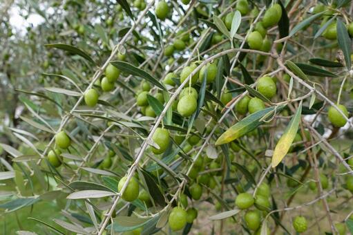 【小豆島】オリーブの実 オリーブ,素材,オリーブの実の写真素材