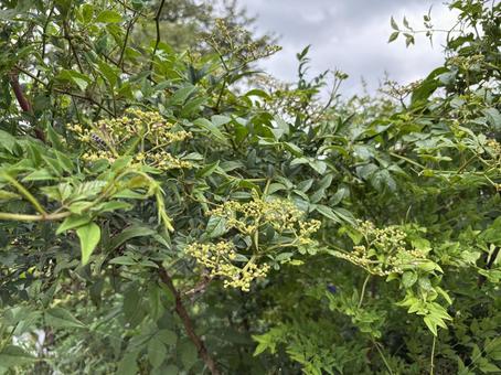 ヤブカラシの花。 ヤブカラシの花。の写真