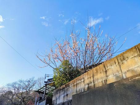 Photo, plum, flower, branch, 