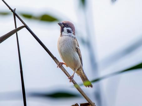 枝にとまるスズメ スズメ,雀,鳥の写真素材