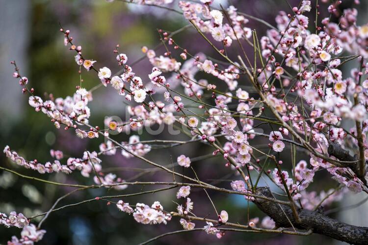 梅の花18 梅,梅の花,梅の木の写真素材
