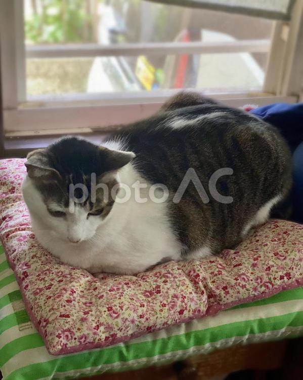 窓際でくつろぐキジ白猫様　縦画像 ねこ,キジシロ,窓際の写真素材