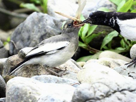 餌をもらうセグロセキレイの幼鳥 餌をもらうセグロセキレイの幼鳥の写真