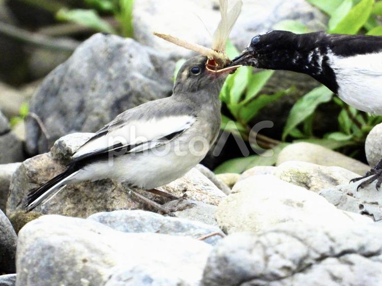 餌をもらうセグロセキレイの幼鳥 鳥,野鳥,セグロセキレイの写真素材