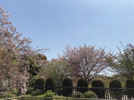 2022年4月東寺(京都)の風景 2022年4月東寺(京都)の風景の写真