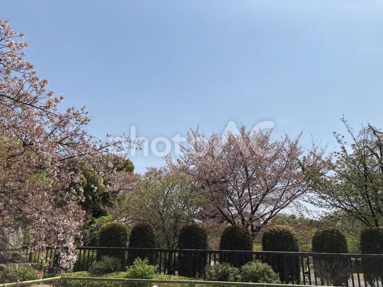 2022年4月東寺（京都）の風景 京都,東寺,桜の写真素材