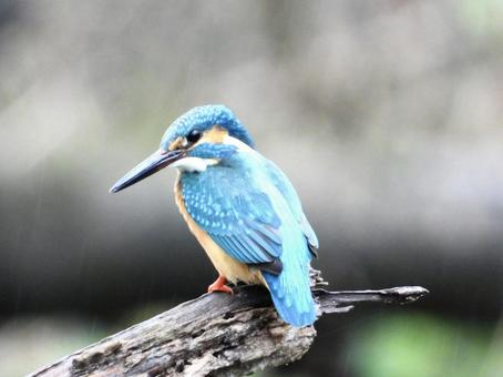 魚を狙うカワセミ 鳥,野鳥,カワセミの写真素材