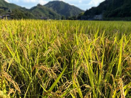 田んぼで稲穂が実りました 田んぼで稲穂が実りましたの写真
