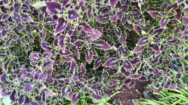 美しい紫の葉っぱの写真