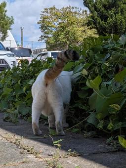 頭隠して縞しっぽ隠さず 頭隠して縞しっぽ隠さず 生き物,動物,のらねこの写真素材