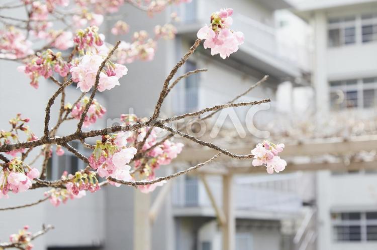 学校の桜 入学式,卒業式,合格発表の写真素材