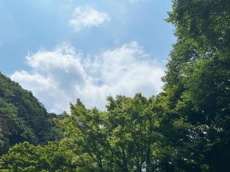 森林と夏の空 森林と夏の空の写真