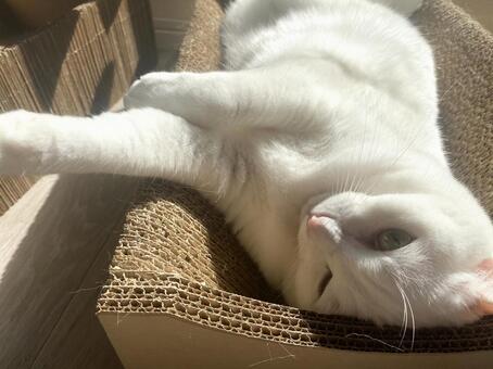 爪研ぎで日向ぼっこ ひなたぼっこ,お昼寝,寝るの写真素材