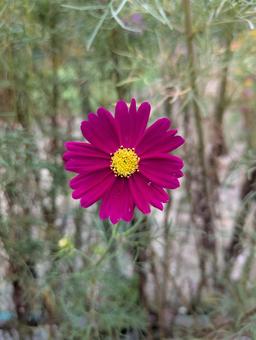 かわいいコスモス かわいいコスモスの写真