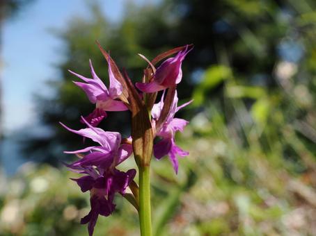 Photo, hakusan chidori, flower, murasaki, 