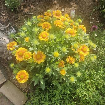 Photo, flower, natural, yellow, 