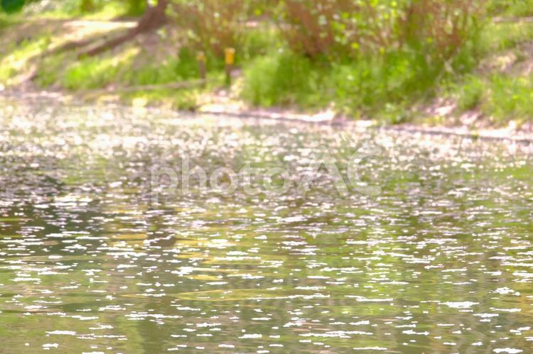 桜の花びらが漂う水面 さくら,春,風景の写真素材