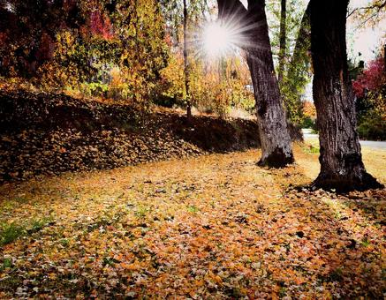 落ち葉と秋の木漏れ日の風景2 落ち葉と秋の木漏れ日の風景2 秋,紅葉,落ち葉の写真素材