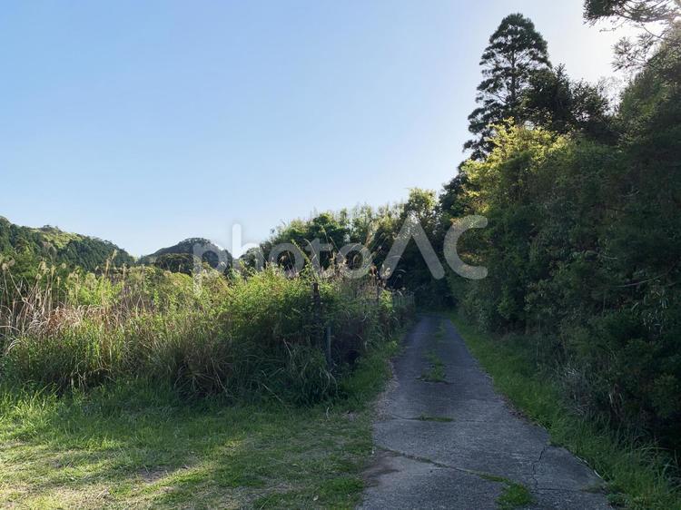 緑溢れる新緑の田舎道 山道,ハイキング,森林浴の写真素材