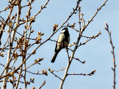Great tits singing on cherry blossom branches in late March, JPG Great tits singing on cherry blossom branches in late March, JPG