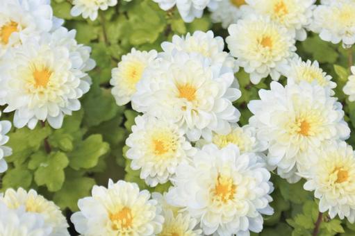 白い菊⑤ 菊,白,秋の写真素材