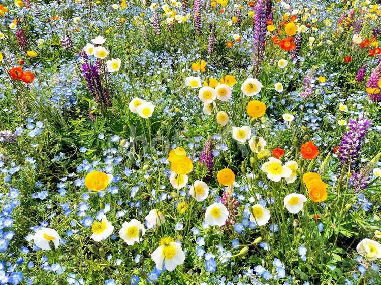 長井海の手公園ソレイユの丘　春の花畑 長井海の手公園ソレイユの丘,ネモフィラ,ルピナスの写真素材