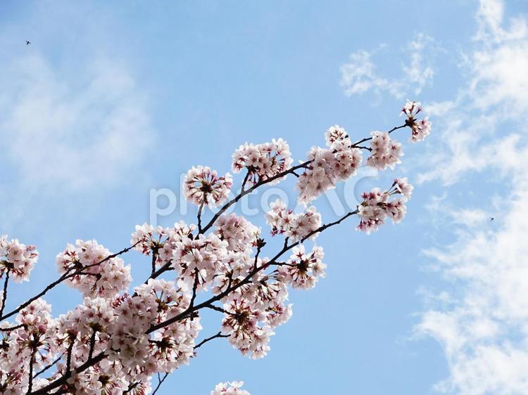 桜と青空と雲 桜,さくら,サクラの写真素材