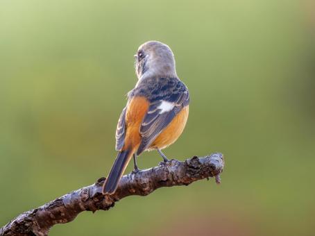 枝にとまるジョウビタキのオス ジョウビタキ,ジョビオ,ジョウビタキのオスの写真素材