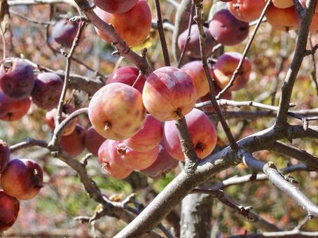 クラブアップル③の写真