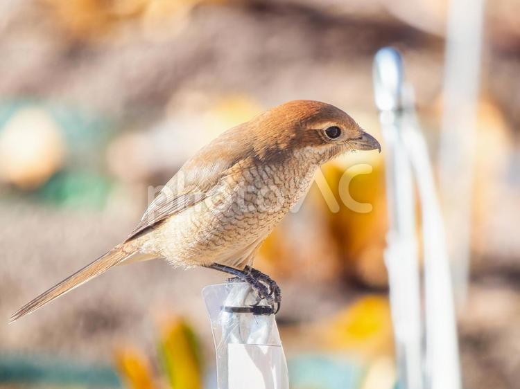 柵にとまるモズ・百舌鳥 モズ,百舌鳥,野鳥の写真素材