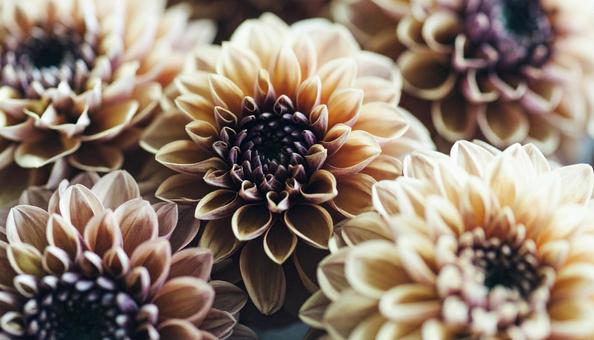 秋の花　ダリアの写真