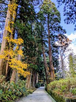 出羽三山神社 羽黒山,出羽三山神社,庄内の写真素材