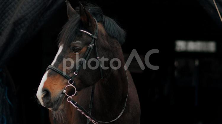 厩舎の中で振り向く馬の横顔 馬,馬の顔,アップの写真素材
