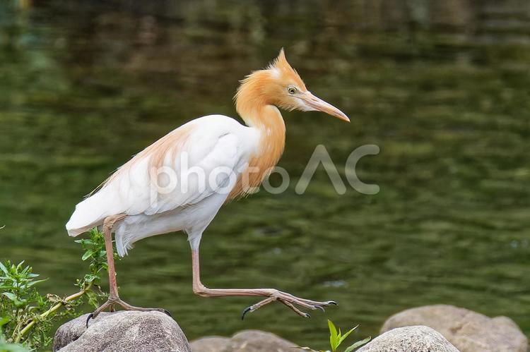 川辺を歩くアマサギの成鳥 アマサギ,亜麻鷺,サギの写真素材