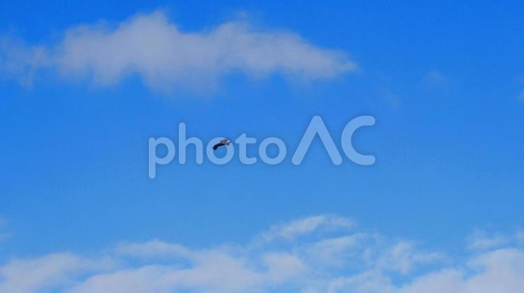 寒風吹き荒れる青空を優雅に旋回するトビ トビ,鳶,猛禽類の写真素材