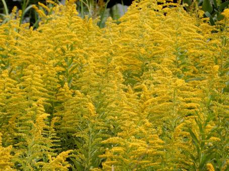 【花の写真】セイタカアワダチソウ セイタカアワダチソウ,背高泡立草,黄色の写真素材