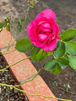 薔薇 薔薇,バラ,バラ園の写真素材