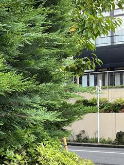 Photo, conifer, hinoki, garden tree, 