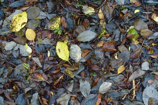 雨に濡れた落ち葉 落葉,枯葉,秋の写真素材