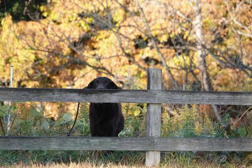 柵の向こうからカメラ目線で 犬,大型犬,レトリーバーの写真素材
